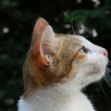 Photo of Luna