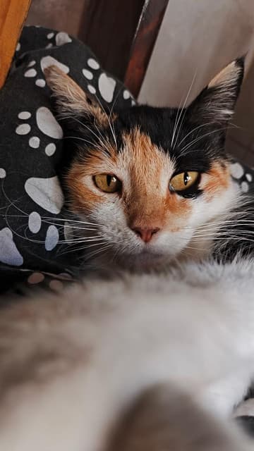 Photo of Mondi