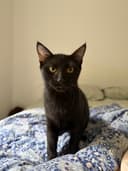Photo of Kuro