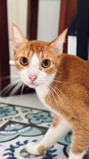 Photo of Guille