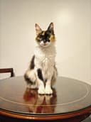 Photo of Magnolia