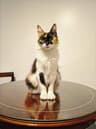Photo of Magnolia