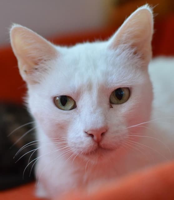Photo of Bubulina