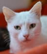 Photo of Bubulina