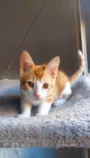 Photo of Gordo