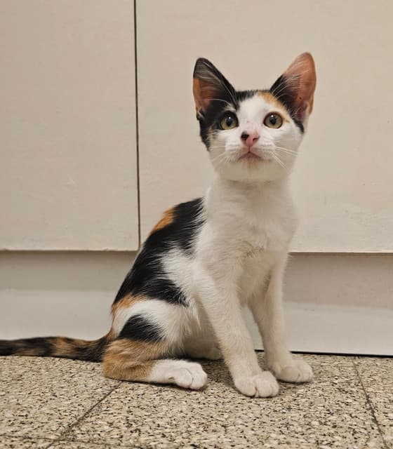 Photo of Amapola