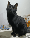 Photo of Django