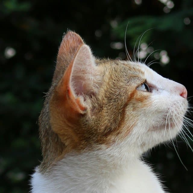 Photo of Luna